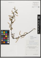Foto von Salix triandra subsp. amygdalina (L.) Schübl. & G. Martens